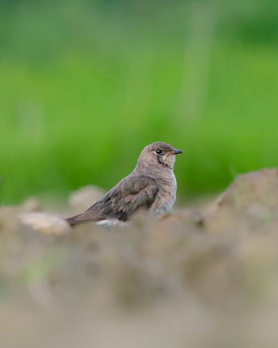 Oriental Pratincole