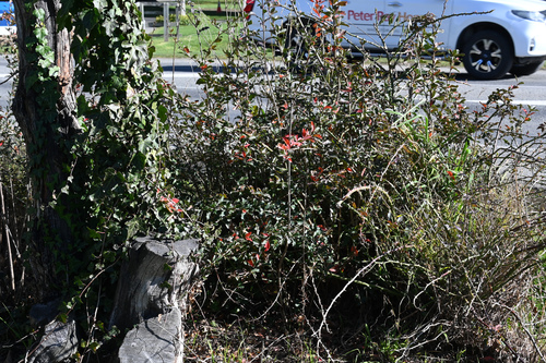 Berberis glaucocarpa, photograph 6