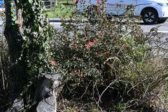 Berberis glaucocarpa, photograph (c) Jon Sullivan, some rights reserved (CC BY)