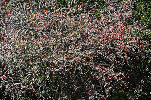 Berberis glaucocarpa, photograph 4