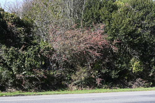 Berberis glaucocarpa, photograph 5
