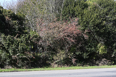 Berberis glaucocarpa, photograph (c) Jon Sullivan, some rights reserved (CC BY)