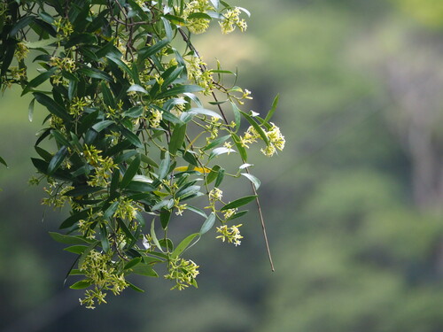 Anodendron affine (Anodendron affine)
