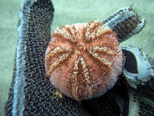 Amblypneustes elevatus