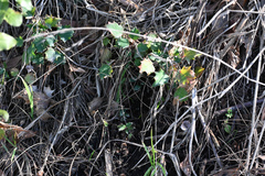 Berberis glaucocarpa, photograph (c) Jon Sullivan, some rights reserved (CC BY)