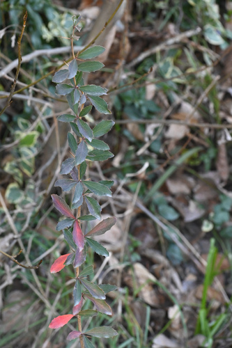 Berberis glaucocarpa
