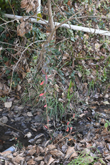 Berberis glaucocarpa, photograph (c) Jon Sullivan, some rights reserved (CC BY)