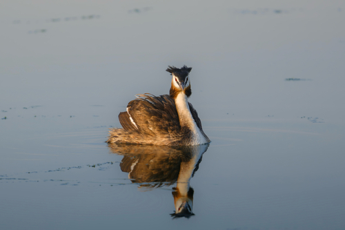 Great Crested Grebe