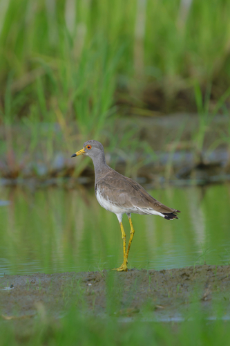 Grey-headed Lapwing