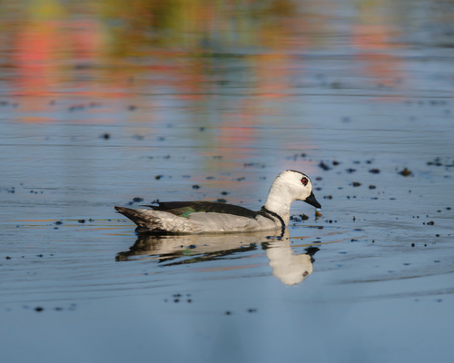 Cotton Pygmy-Goose