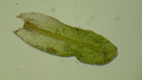 Geheebia tophacea observed 2026-08-23