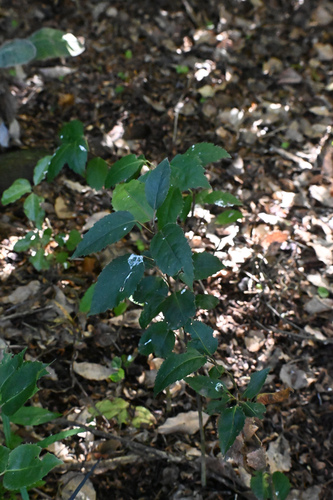Hoheria populnea, photograph 3