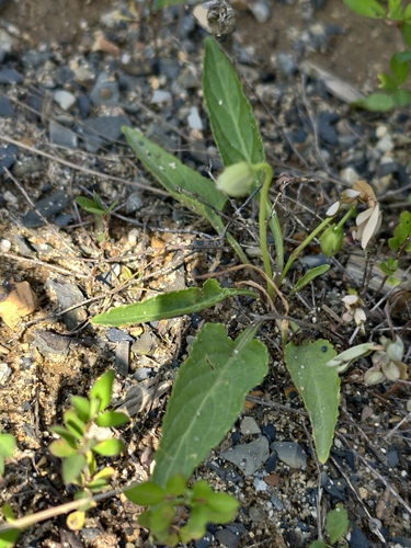 Viola mandshurica observed 2026-08-23