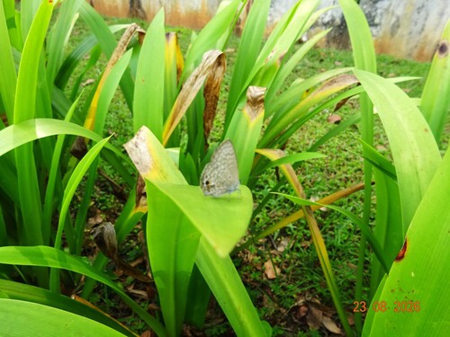 Anthene lycaenina