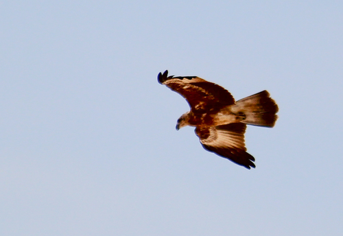 Brahminy Kite