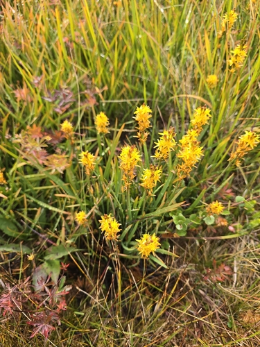 bog asphodel