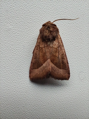 Rosy Rustic
