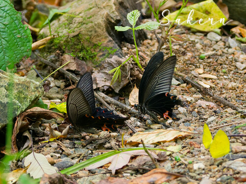 Long-tail Spangle Swallowtail