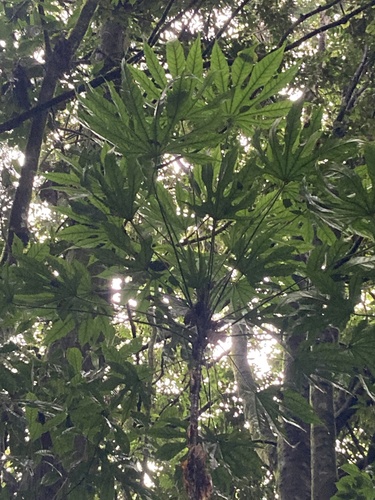 Fatsia polycarpa
