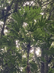 Fatsia polycarpa