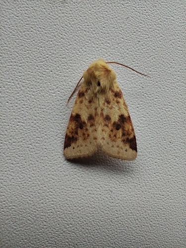 The Sallow
