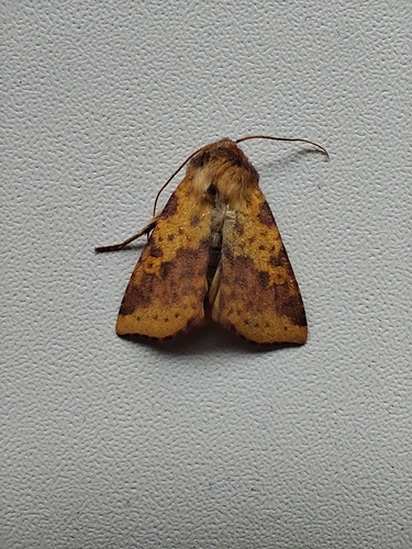 Pink-barred Sallow