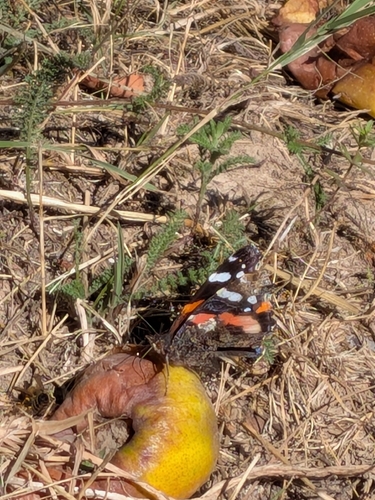 Red Admiral