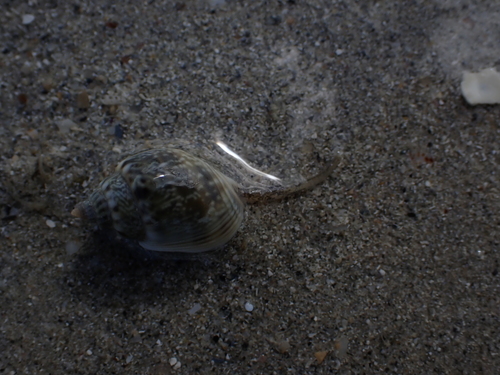 Nassarius graphiterus observed 2026-06-14