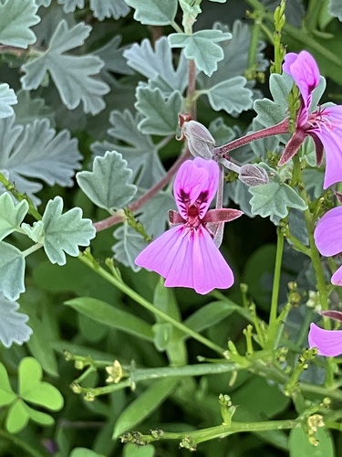 Pelargonium exstipulatum