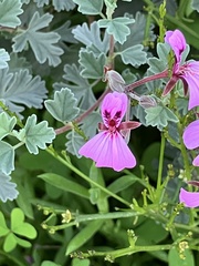 Pelargonium exstipulatum