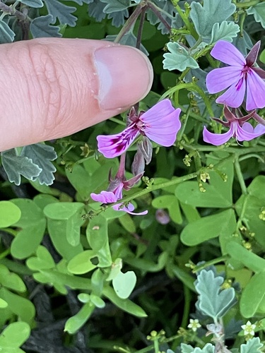 Pelargonium exstipulatum, photograph 2