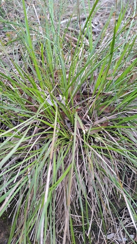 Lomandra densiflora, photograph 4