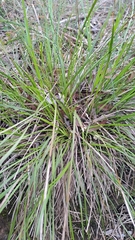 Lomandra densiflora, photograph (c) herbie-hancock, some rights reserved (CC BY)