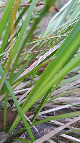 Lomandra densiflora, photograph 5