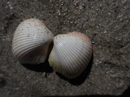 Fragum unedo observed 2026-06-14
