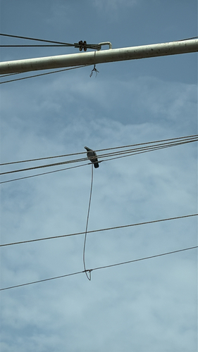 Rock Pigeon