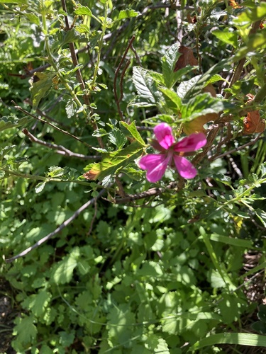 Pelargonium glutinosum, photograph 6