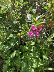 Pelargonium glutinosum, photograph (c) Kobus Meyer, some rights reserved (CC BY)