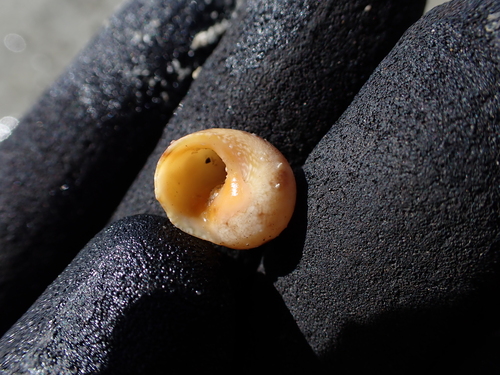 Chrysostoma paradoxum observed 2026-06-14