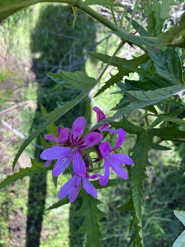 Pelargonium glutinosum, photograph 2