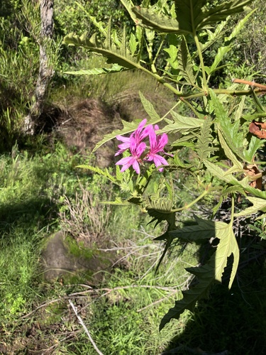 Pelargonium glutinosum, photograph 1