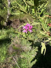 Pelargonium glutinosum, photograph (c) Kobus Meyer, some rights reserved (CC BY)