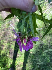 Pelargonium glutinosum, photograph (c) Kobus Meyer, some rights reserved (CC BY)