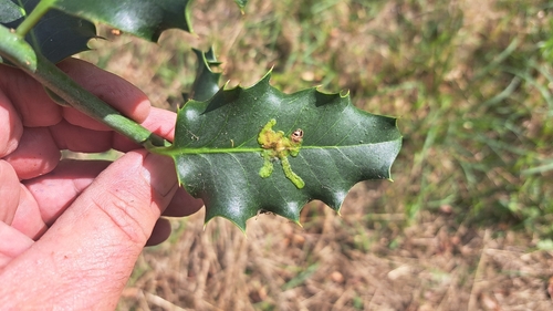 European Holly Leafminer