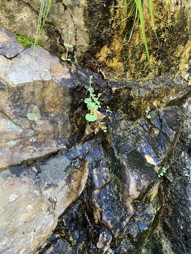 Crassula nemorosa