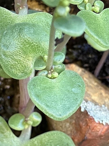 Crassula nemorosa