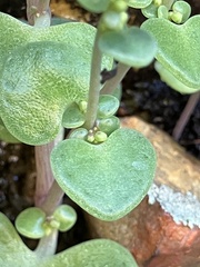 Crassula nemorosa