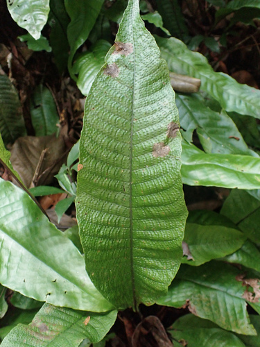 Tectaria singaporiana (Tectaria singaporiana)
