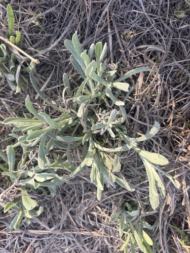 Common Everlasting