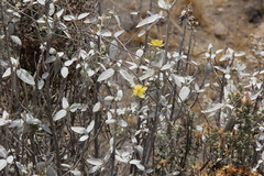 Clematis millefoliolata